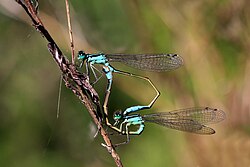 Blue-tailed damselflies(Ischnura elegans) mating