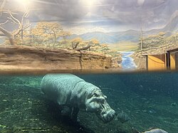 The Adventure Aquarium in Camden is the largest aquarium in New Jersey. It is home to two female hippopotamuses.