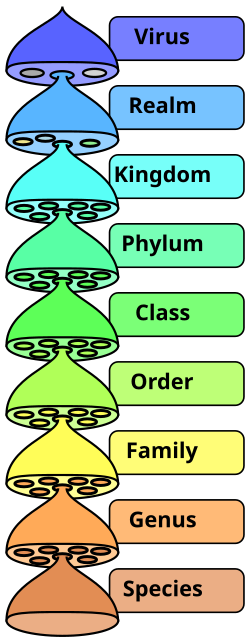 Virus classification