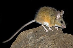 California mice (Peromyscus californicus) are well known for having intensive and sustained paternal behaviors.