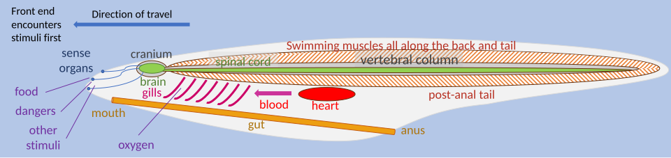 Idealised vertebrate body plan, showing brain and sense organs at the head end