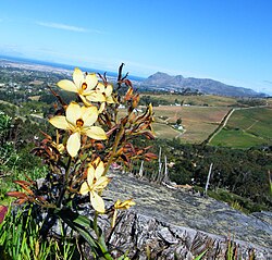 The regrowth of fynbos species, from around the trunk of a fallen invasive pine tree. Cape Town.