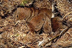 Brown voles piled in a nest