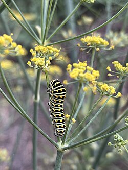 Anise swallowtail caterpillar on naturalized fennel in southern California; as an umbellifer, the fennel plant has relatively high value for microfauna