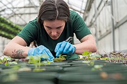 A horticulture student tending to plants in a garden in Lawrenceville, Georgia, March 2015