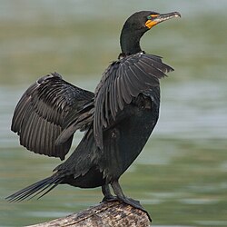 Cormorants, like this double-crested cormorant, have plumage that is partly wettable. This functional adaptation balances the competing requirement for thermoregulation against that of the need to reduce buoyancy.[25]