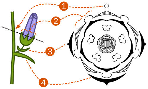 Relation of a plant material (Campanula medium) to the floral diagram. Black dashed line shows the cross-section. 1 – position of the main axis; 2 – cross-section through the lateral flower; 3 – bracteole; 4 – subtending bract.