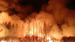 Wildfire near Yosemite National Park, United States, in 2013. The Rim Fire burned more than 250,000 acres (1,000 km2) of forest.
