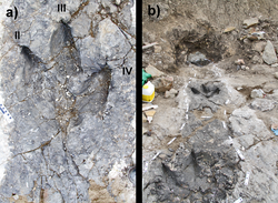 Only known tyrannosaurid trackway (Bellatoripes fredlundi), from the Wapiti Formation, British Columbia
