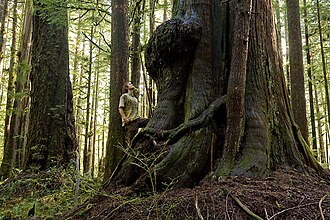 Avatar Grove near Port Renfrew, British Columbia: Giant Douglas firs (left) and red cedars (right) fill the grove.