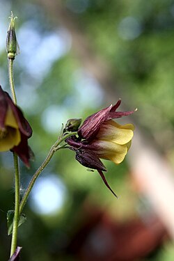 Photograph of a Aquilegia oxysepala flower