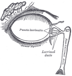 A diagram showing the lacrimal apparatus