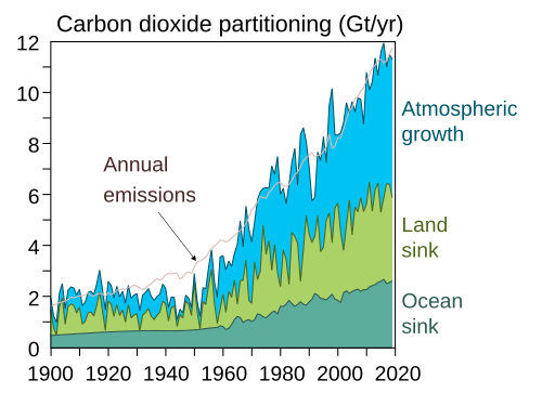 Most CO2 emissions have been absorbed by carbon sinks, including plant growth, soil uptake, and ocean uptake (2020 Global Carbon Budget).