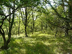 Landscape in Dordogne, Aquitaine