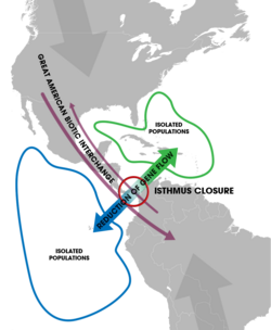 The closure of the isthmus led to allopatric speciation events of marine organisms isolated on each side (blue and green). Terrestrial species also migrated between the two continents (the Great American Biotic Interchange) upon the formation of a passable land bridge.