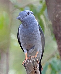 The cuckoo-roller is the sole member of its genus, family, and order.