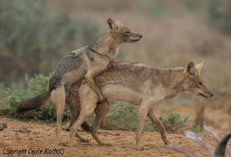 Two male African golden wolves (Canis anthus)