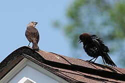 Brown-headed cowbird male (right) courting female