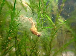 Unidentified water mold on dead larval mayfly.
