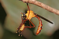 The robberfly is an insectivore, shown here having grabbed a leaf beetle