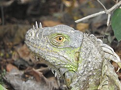 Showing horns, in Quintana Roo, Mexico