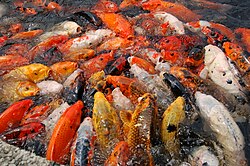 Koi feeding. The koi are ornamental varieties of domesticated carp and are kept in garden ponds. Although the koi's parent species has been considered the common carp, recent authorities believe it originates from an East Asian carp, possibly Cyprinus rubrofuscus.[1][6]