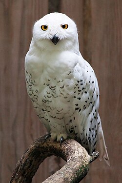 A snowy owl