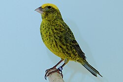 A Lizard Canary (yellow intensive)