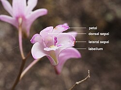 Labelled diagram of Dendrobium kingianum
