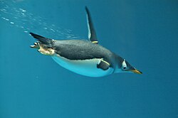 Animals do not fall neatly into terrestrial or aquatic classification but lie along a continuum: e.g., penguins spend much of their time under water.