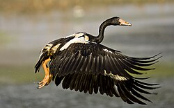 A magpie-goose taking off