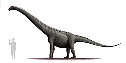 Life restoration of Rinconsaurus, a derived titanosaur possessing unique caudals that significantly change articular surfaces throughout the tail