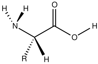 Structure of a typical L-alpha-amino acid in the "neutral" form