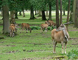 Grazing herd at the zoo of Thoiry near Paris in France