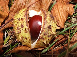 Large seed of horse chestnut, Aesculus hippocastanum