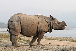 The greater one-horned rhinoceros roams the sub-tropical grasslands of the Terai plains.