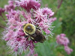 Bumblebee pollinating Joe-Pye weed