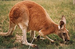 A kangaroo eating grass