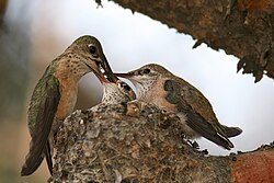 A female calliope hummingbird (Selasphorus calliope) feeding her chicks
