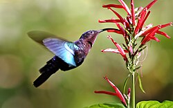 The nectarivore purple-throated carib (Eulampis jugularis) eats nectar from a flower