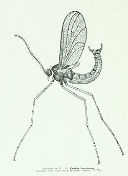Catocha americana