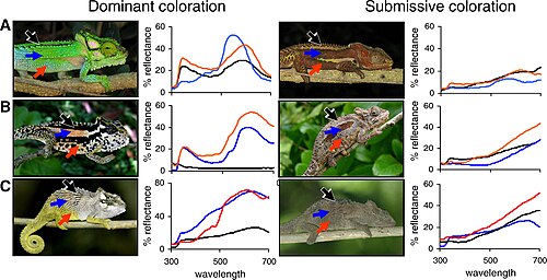 Social display and colour variation in differently adapted species of chameleons (Bradypodion spp.). Chameleons change their skin colour to match their background as a behavioural defence mechanism and also use colour to communicate with other members of their species, such as dominant (left) versus submissive (right) patterns shown in the three species (A-C) above.[87]