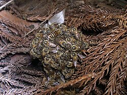 Apis cerana japonica forming a ball around two hornets: The body heat trapped by the ball will overheat and kill the hornets.