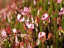 Vaccinium oxycoccos flowers