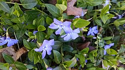 Vinca plants spreading along a border