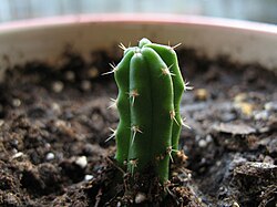 Echinopsis pachanoi seedling