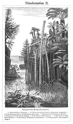 Triassic flora as depicted in Meyers Konversations-Lexikon (1885–1890)