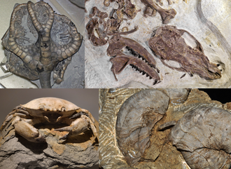 Examples of animal fossils. Clockwise from top left: Onychocrinus, Palaeosinopa, Gryphaea, and Harpactocarcinus