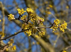 Cornus mas