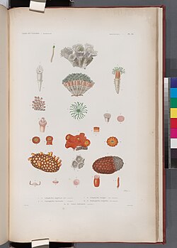 Zoophytes in 1833 book.